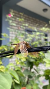 A dragonfly resting on a wire, captured in close-up with its delicate, transparent wings and detailed patterns beautifully visible.