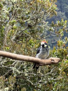 An acorn woodpecker with a red crown and black and white face perched on a bare branch, framed by lichen-covered tree limbs.
