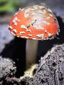 Close-up of a vivid red fly agaric mushroom (Amanita muscaria) with white warty patches, growing on the forest floor during mushroom season on Cerro Chirripó, Costa Rica