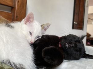 Close-up of a white cat and a black cat with a red collar resting closely together, snuggled side by side.
