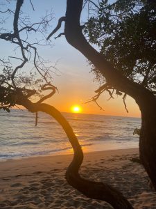 
A beach at sunset framed by twisted tree branches.