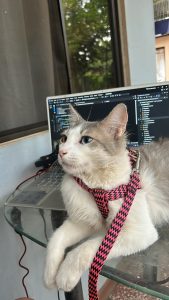 A light-colored cat with striking blue and brown eyes is lounging comfortably on a glass table. 
