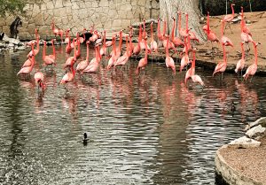 A large flock of bright pink flamingos standing in and around a pond.
