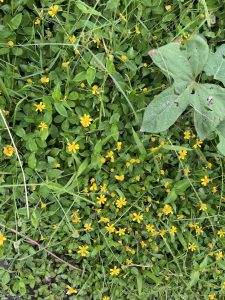 
A lush green ground covered with small yellow flowers and leaves. 