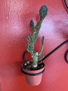 A cactus is displayed in a small terracotta pot, which is held by a black metal holder on a vibrant red wall.