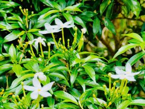 A close up of white star-shaped flowers (Tabernaemontana divaricata) blooming on green, leafy bush outside the Iloilo Convention Center in Iloilo Business Park, Megaworld.