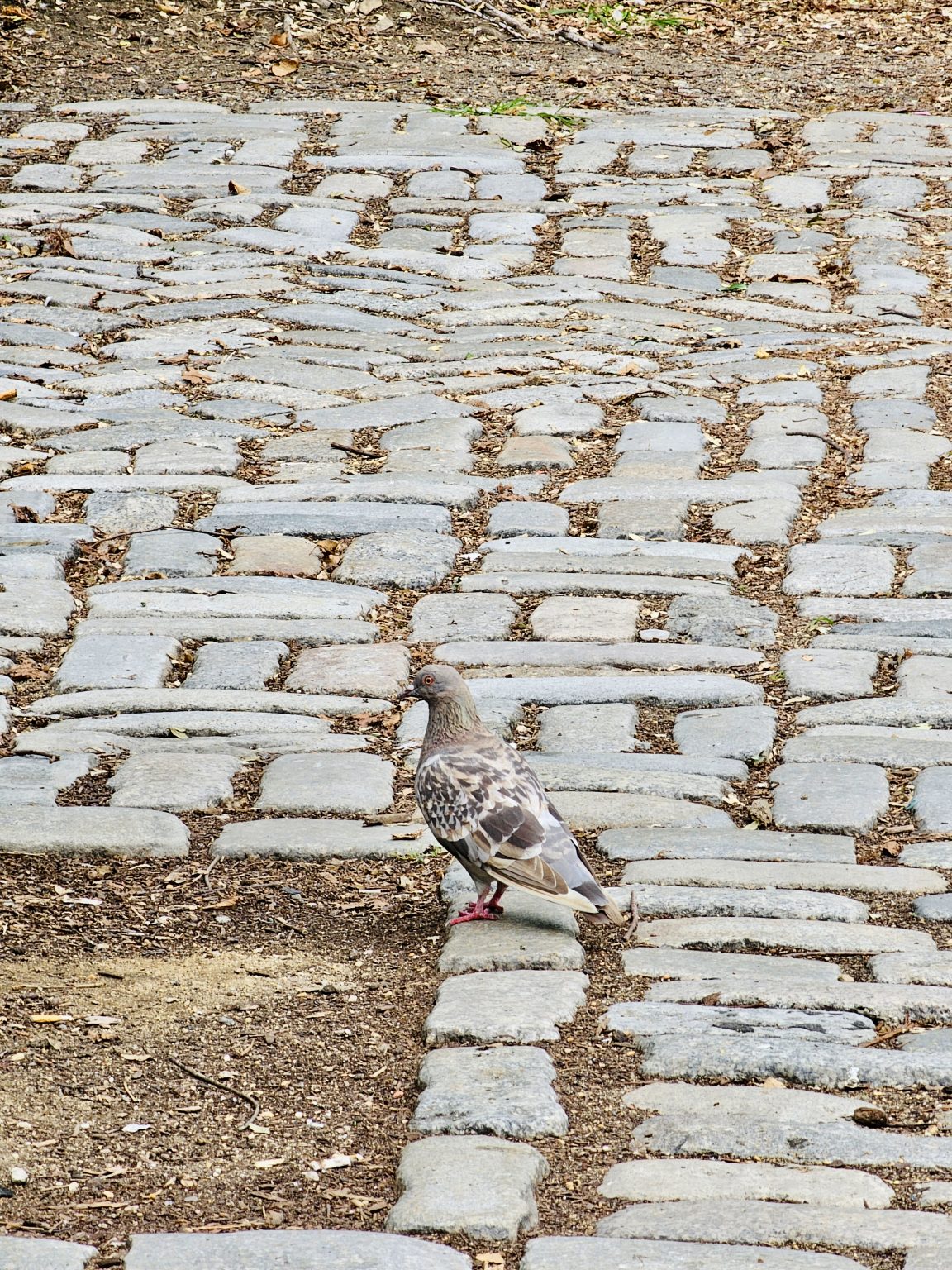 A lone pigeon stands calmly on an old cobblestone pathway, creating a peaceful urban nature scene. The textured stones add depth while the bird becomes the clear focal point. Captured in New York City, United States.