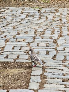 A lone pigeon stands calmly on an old cobblestone pathway, creating a peaceful urban nature scene. The textured stones add depth while the bird becomes the clear focal point. Captured in New York City, United States.
