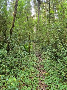 Forest trail surrounded by green vegetation and moss-covered trees, with a wooden “NO HAY PASO” sign blocking the path.