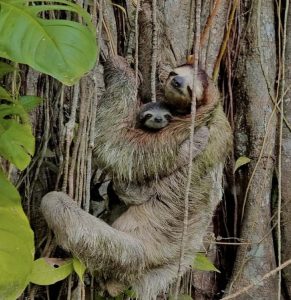 A sloth clings to a tree branch, with a baby sloth nestled closely against its body.

