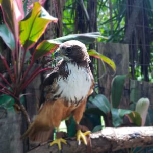 
A hawk perched on a branch, featuring a blend of brown and white feathers. Its head is turned slightly to the side, showcasing a sharp beak and keen eyes.
