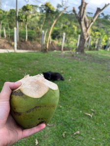 
A person holding a freshly opened green coconut in a garden with trees and grass.