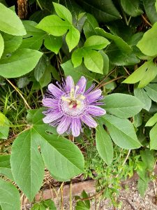A beautiful purple passion fruit flower (Passiflora incarnata) blooms among fresh green leaves, showing its unique shape and delicate patterns. The vibrant colors stand out against the surrounding foliage, making it an eye-catching nature photograph. Captured in New York City,  United States.
