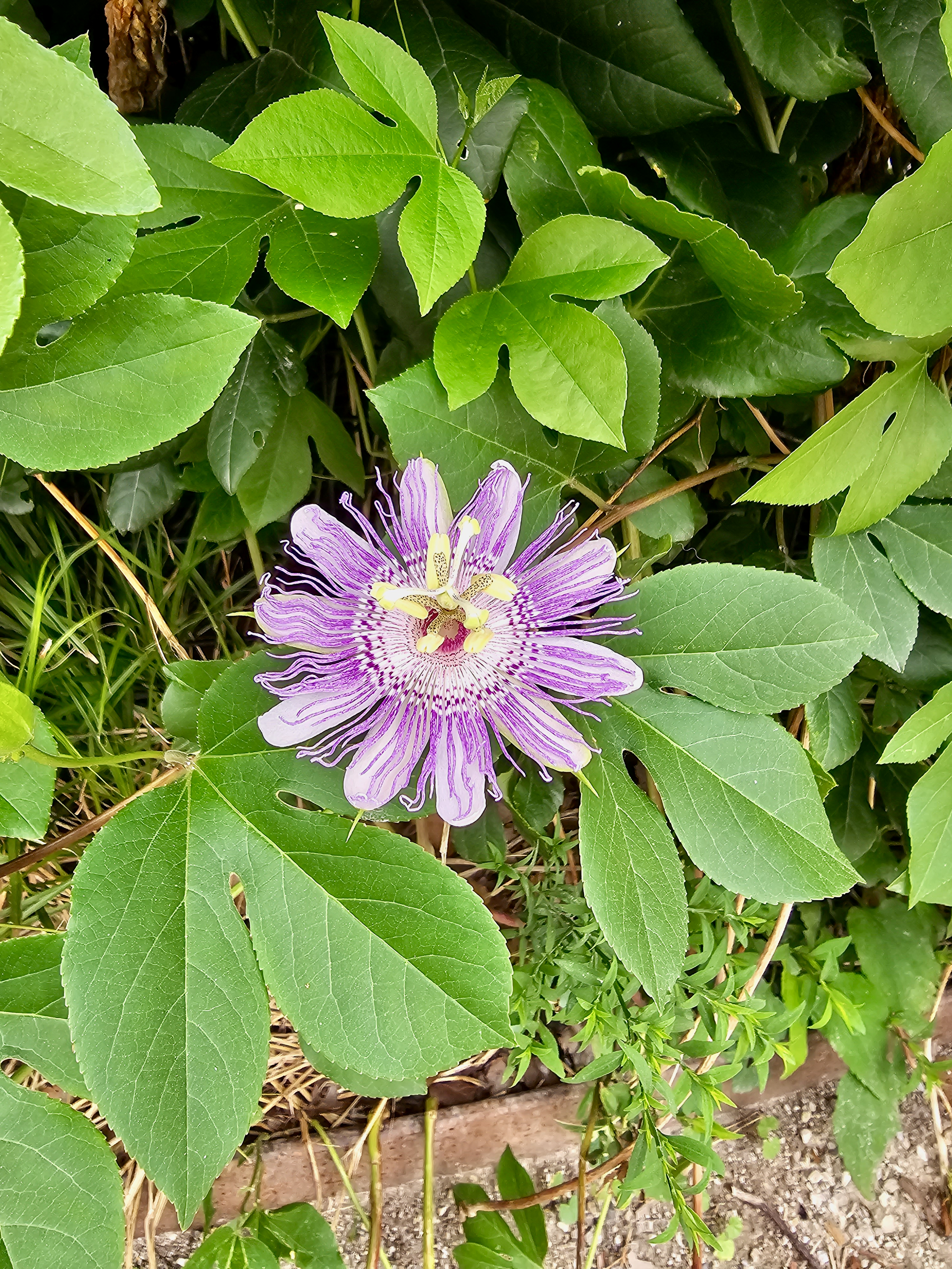 A beautiful purple passion fruit flower (Passiflora incarnata) blooms among fresh green leaves, showing its unique shape and delicate patterns. The vibrant colors stand out against the surrounding foliage, making it an eye-catching nature photograph. Captured in New York City, United States.