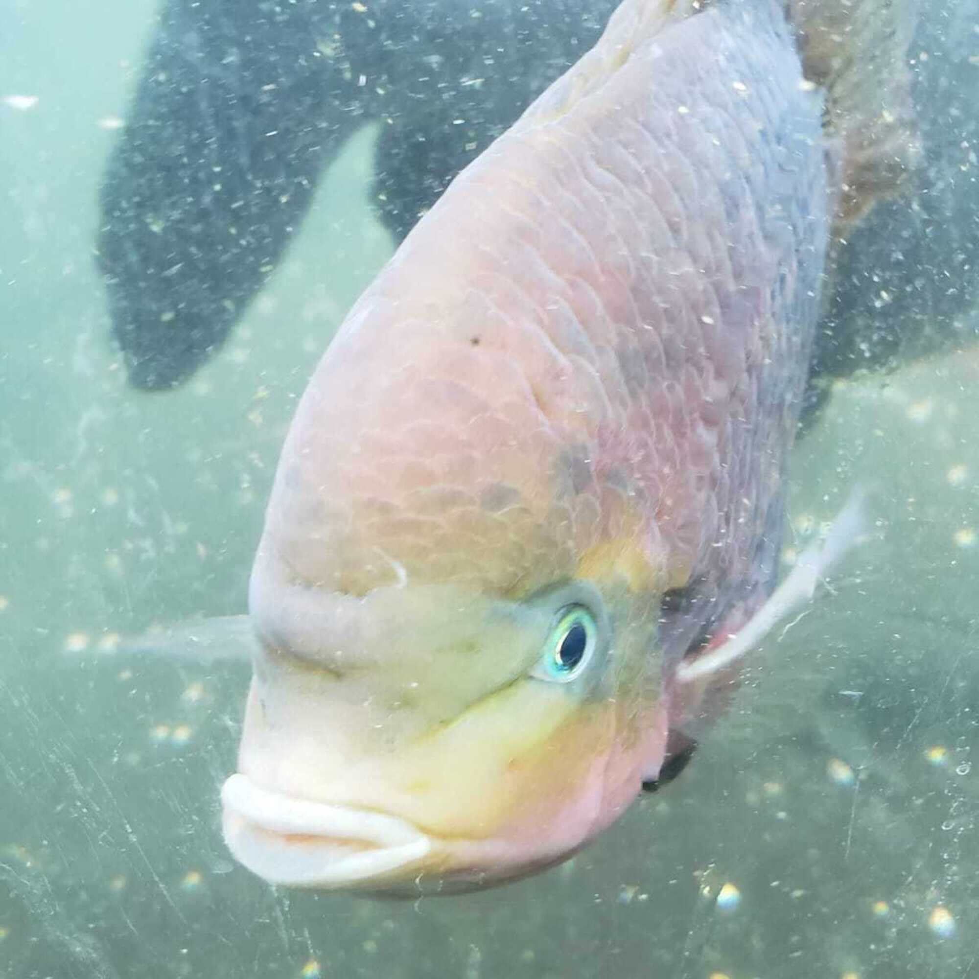 A close-up of a colorful fish swimming underwater.
