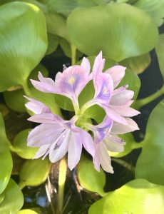 Purple water hyacinth floating on top of green leaves in a fish pond.