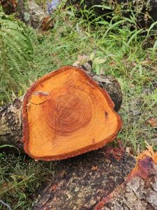 A freshly cut tree trunk reveals bright orange wood and clear growth rings. The natural patterns and rich colors stand out against the green surroundings. Captured in Peruvayal, Kozhikode, Kerala.