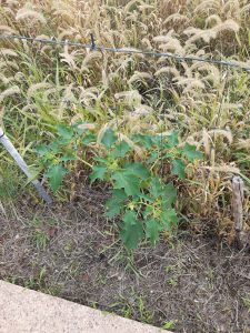 Datura plant growing in dry grass beside a stone sidewalk, behind a wire fence.