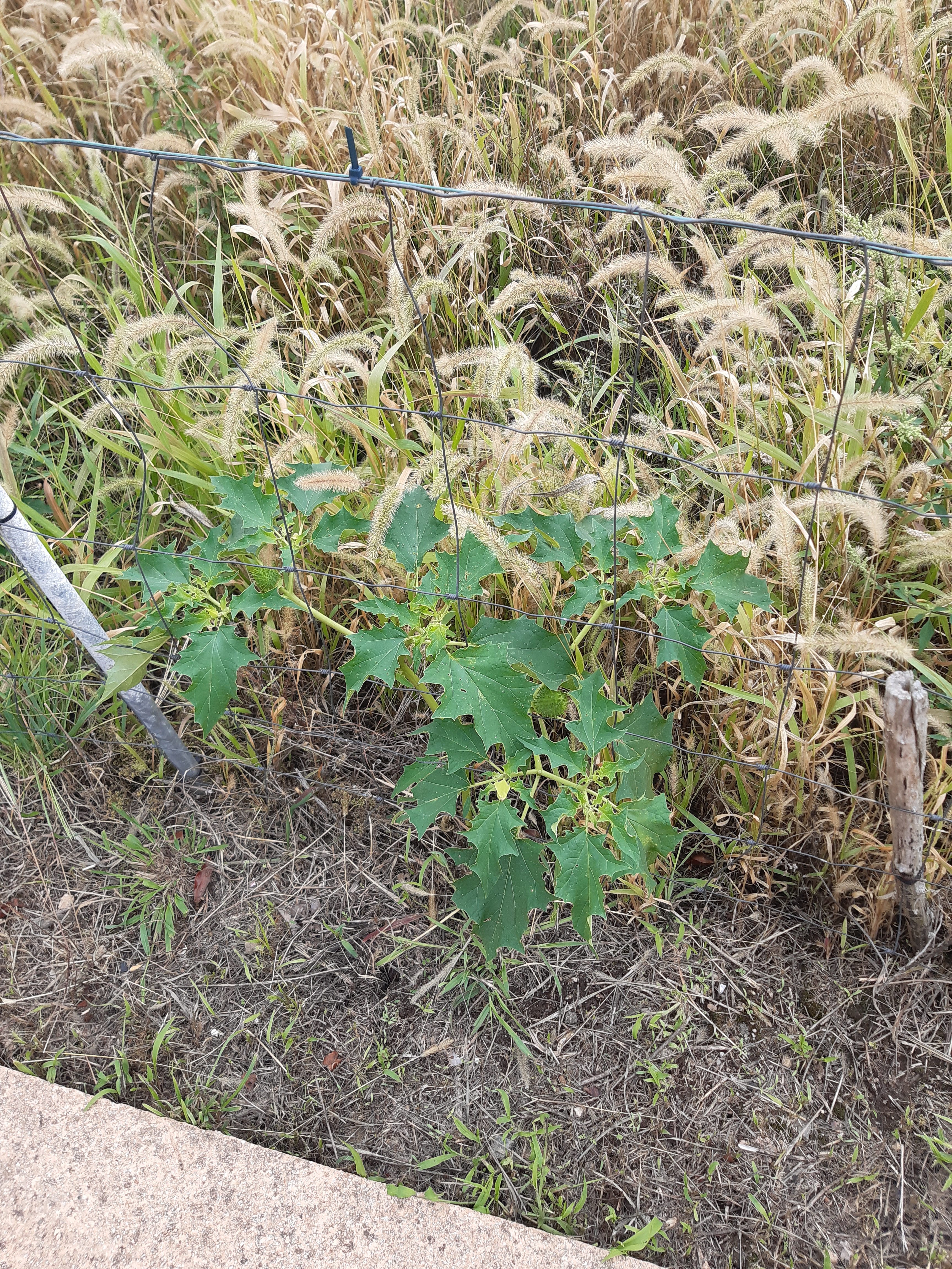 Datura plant growing in dry grass beside a stone sidewalk, behind a wire fence.