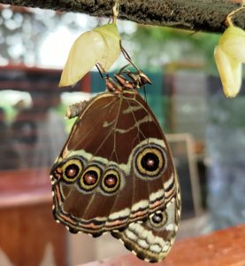 A butterfly hanging beneath a pale green chrysalis as it emerges after metamorphosis. The butterfly's brown wings display several circular eye-like markings.