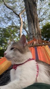 A fluffy white cat with light brown patches is lounging in a colorful hammock, wearing a pink and black striped harness.