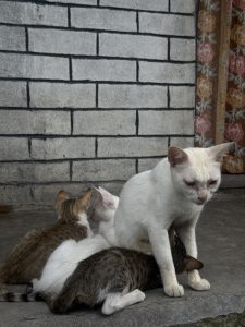 A white adult cat sits calmly among three kittens, with the kittens gathered closely around it on a stone step. The scene captures a quiet moment of togetherness between the cats.