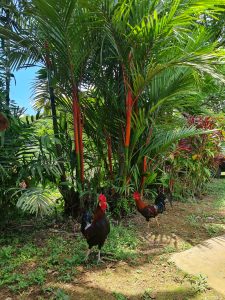 Two colorful roosters walk through a tropical garden surrounded by lush palms and vibrant foliage, capturing a peaceful rural scene.