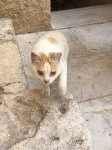 A small cat with a mostly white coat and orange spots walks towards the viewer on a stone surface. Its ears are slightly pointed and the face has hints of orange around the eyes and nose. The background features rough, light-colored stone walls, and the floor is made of pale, worn tiles.