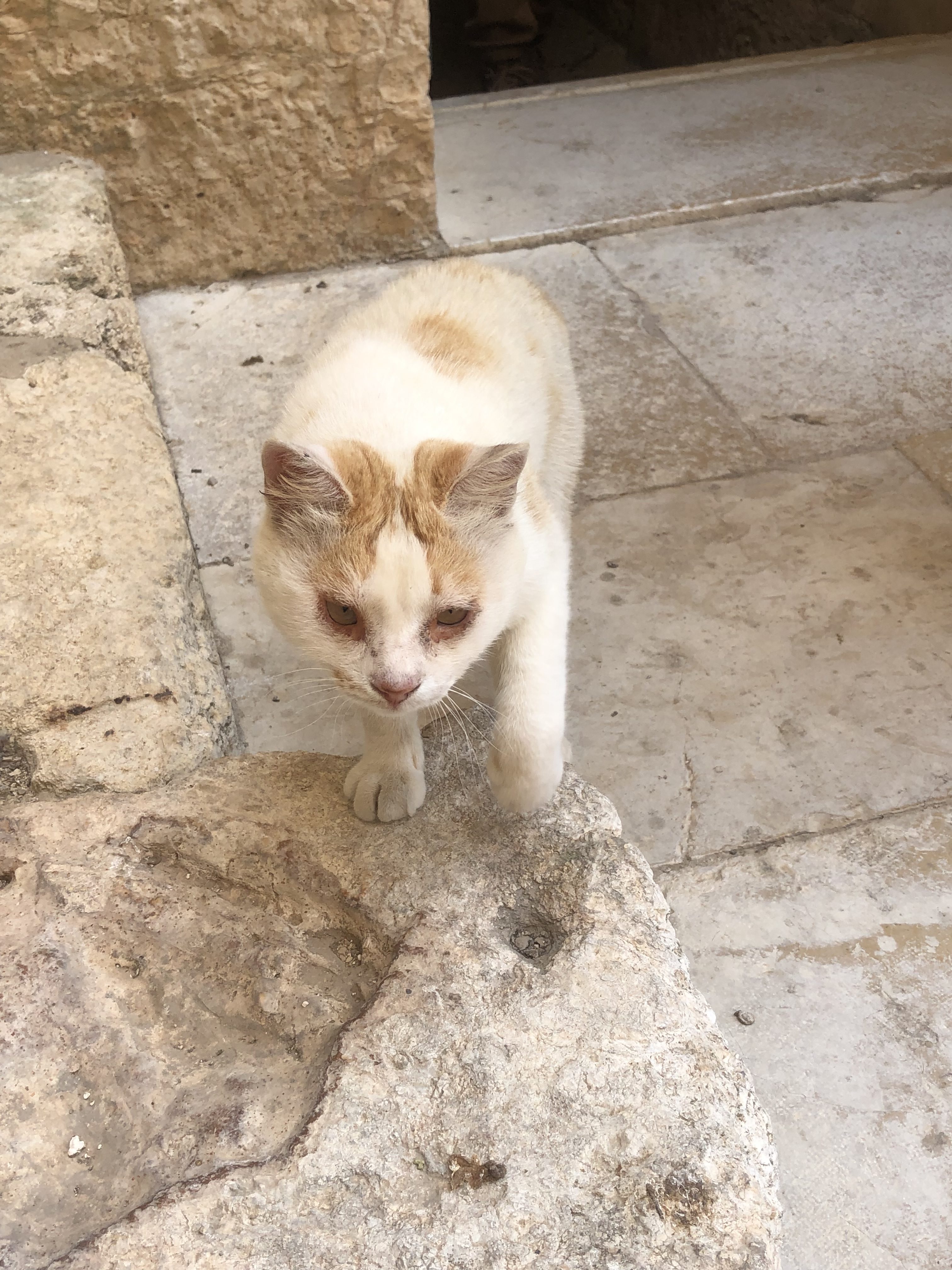 A small cat with a mostly white coat and orange spots walks towards the viewer on a stone surface. Its ears are slightly pointed and the face has hints of orange around the eyes and nose. The background features rough, light-colored stone walls, and the floor is made of pale, worn tiles.