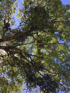 
Large green tree with sunlight shining through the branches against a blue sky.