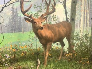 Full body mounted Mule Deer in a museum setting.