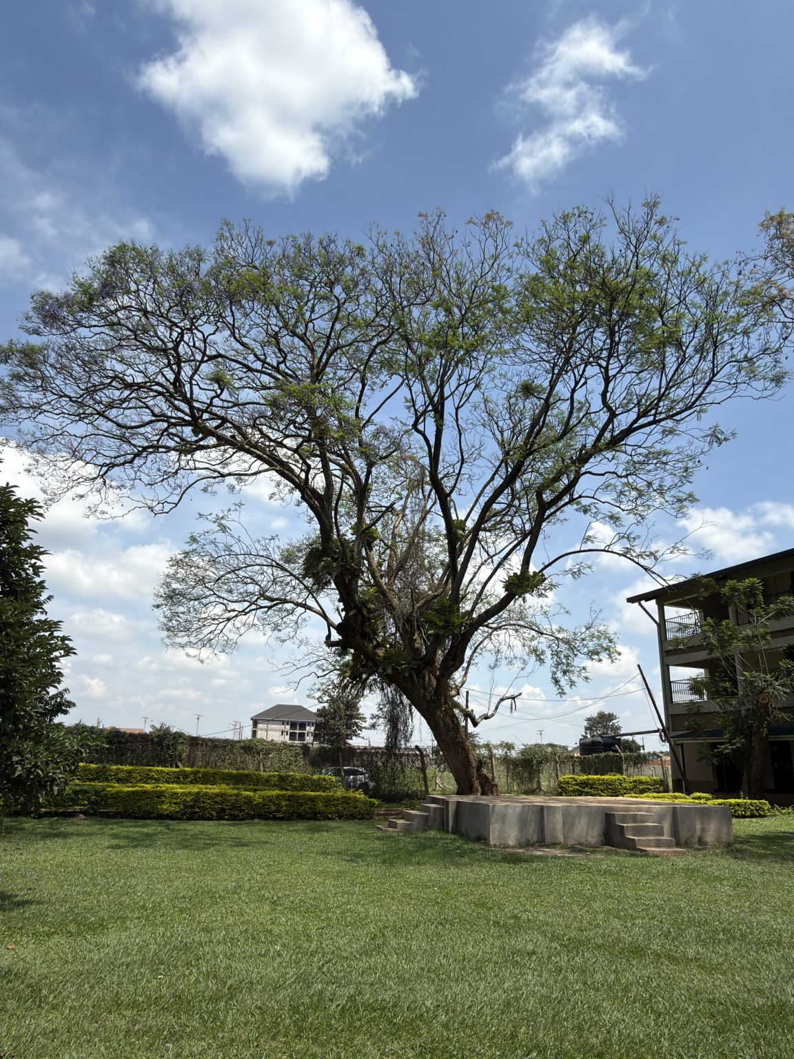 A beautiful tree in Lugazi at Mehta Secondary school