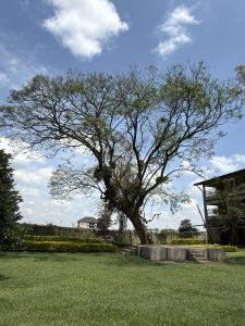 A beautiful tree in Lugazi at Mehta Secondary school
