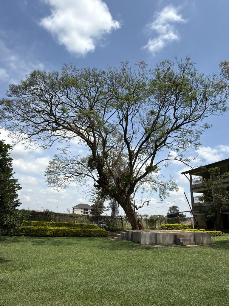 A beautiful tree in Lugazi at Mehta Secondary school