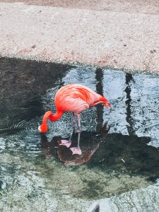 A bright pink flamingo dipping its head into a shallow pool, with its reflection visible in the water.