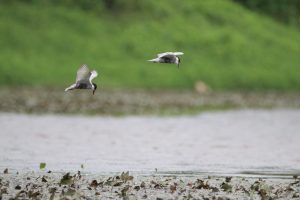 Two Whiskered Terns are mid-flight above a lake at a wetland park. They are both looking down to search potential prey.