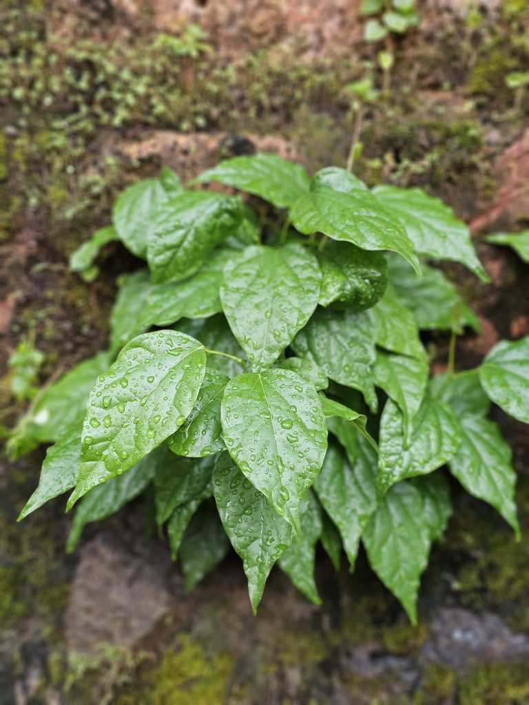 Fresh green leaves of Tiliacora acuminata (commonly known as tapering-leaf Tiliacora or vallikanjiram) shine beautifully after a shower, covered with tiny raindrops. The soft background highlights the rich colors and the freshness of nature. Captured in Peruvayal, Kozhikode, Kerala.