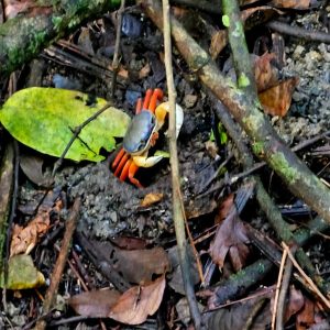 a photograph of a vibrant Halloween Crab seen in-between branches in the rainforest seen from upwards