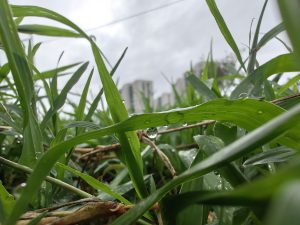 
A close-up of green grass with water droplets.