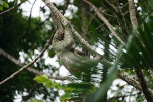 A three-toed sloth climbing along a slender tree branch, its fur tinted green with algae, seen from below against bright rainforest canopy.