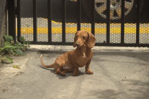 A small brown Dachshund is sitting in front of a metal gate. The dog faces the camera, with its short coat and long body clearly visible, while the gate forms the background.