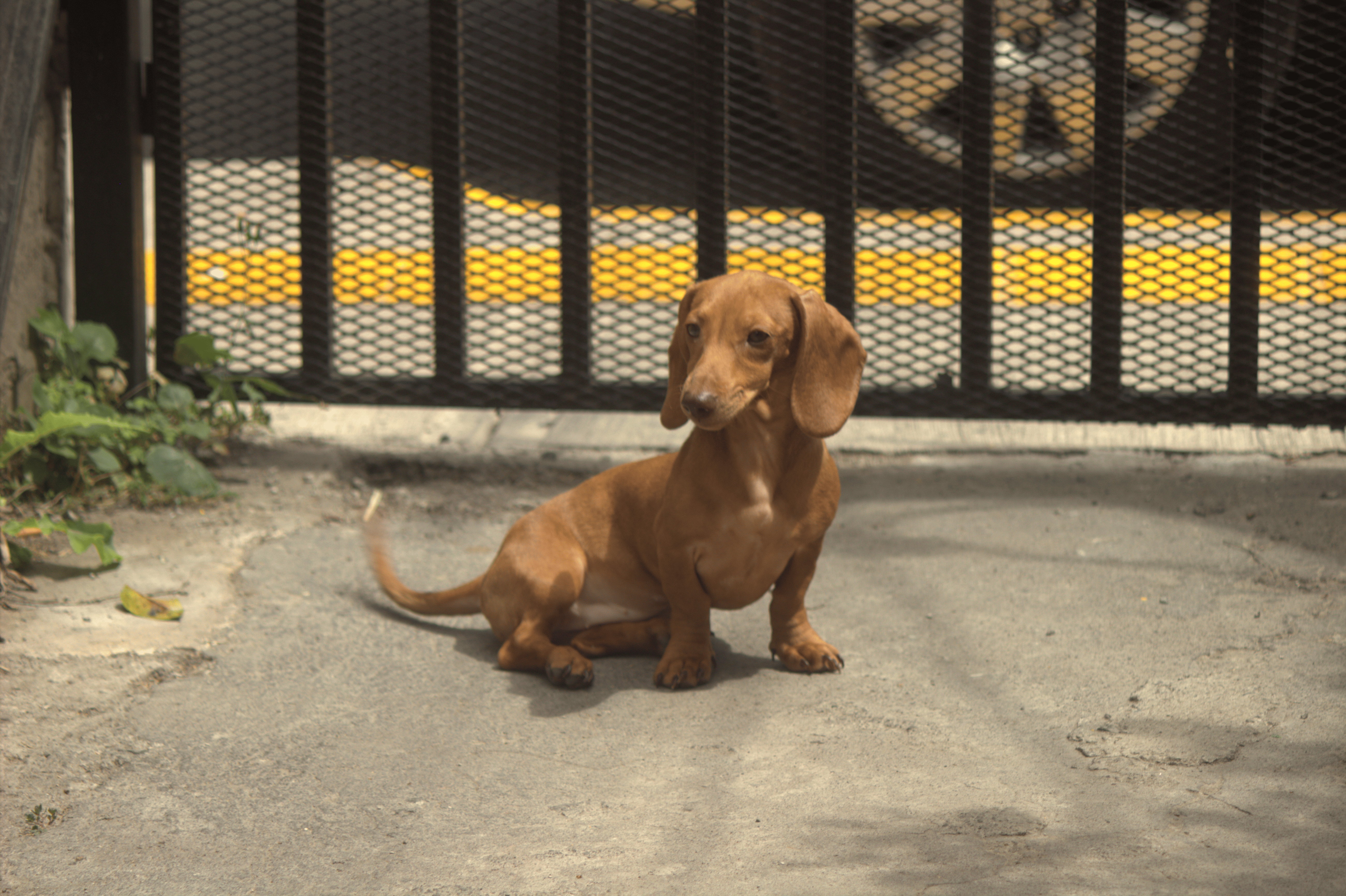 A small brown Dachshund is sitting in front of a metal gate. The dog faces the camera, with its short coat and long body clearly visible, while the gate forms the background.