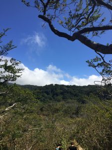 A lush green landscape with a blue sky, white clouds, twisted tree branches, and hikers walking along a forest path.