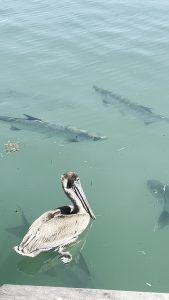 Pelican swimming near large fish underwater