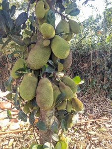 A jackfruit plantation with many jackfruits growing on the trees.
