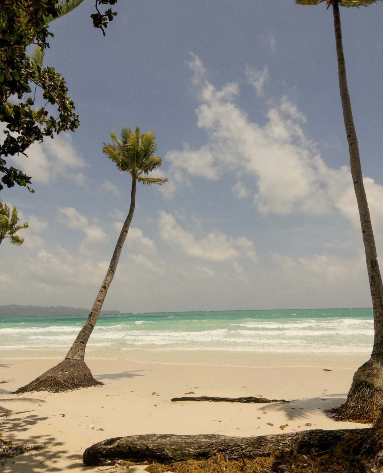 A leaning palm tree above a pale beach and turquoise surf.