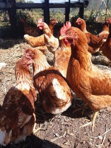 A group of brown hens is gathered in a farmyard, with sunlight illuminating their feathers. 
