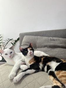 White cat and calico cat cuddling together on a gray couch beside a potted plant.