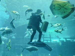 A school of fish dances beneath the water, gathering as the worker feeds them.