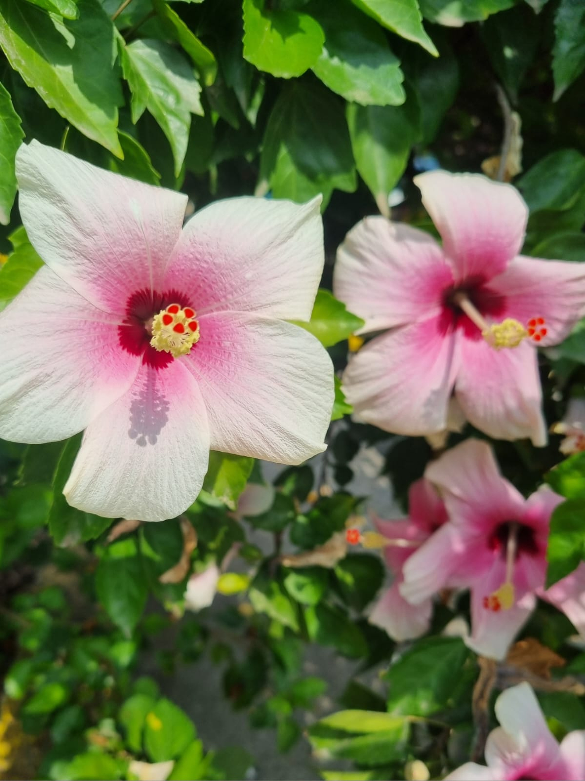 Pink flowers with dark centers surrounded by green leaves.